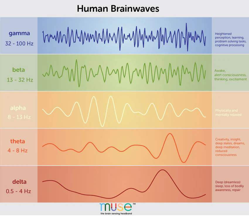 Human brainwaves chart