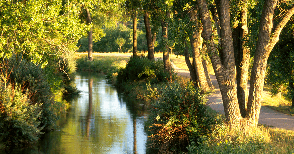 A creek lined by trees on a sunny day.